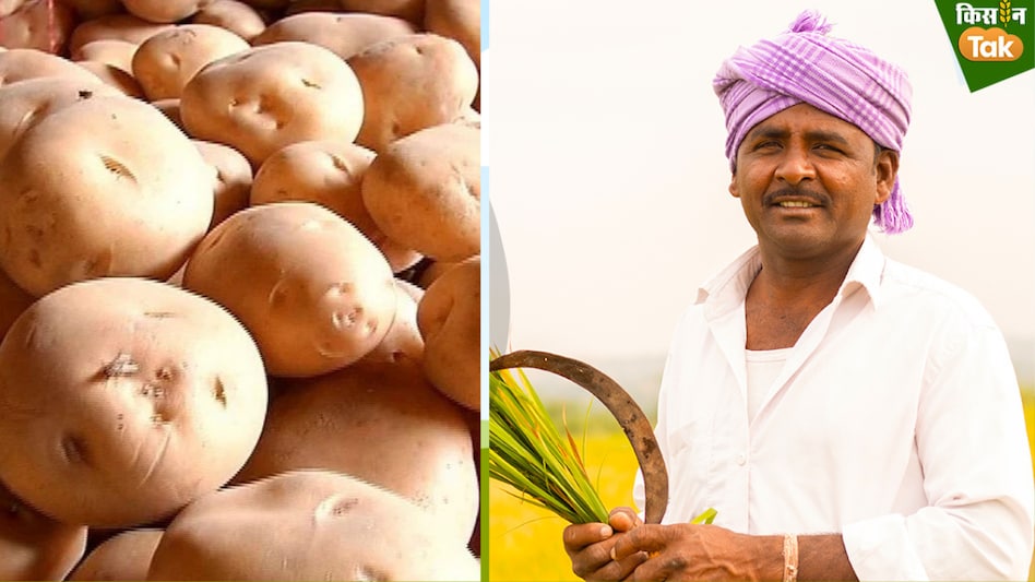 Potato Production: यूपी में आलू बीज की विक्रय दरों में 1000 रुपये की कमी, किसानों को होगा सीधा फायदा, यहां जानें नया रेट Potato Production: यूपी में आलू बीज की विक्रय दरों में 1000 रुपये की कमी, किसानों को होगा सीधा फायदा, यहां जानें नया रेट