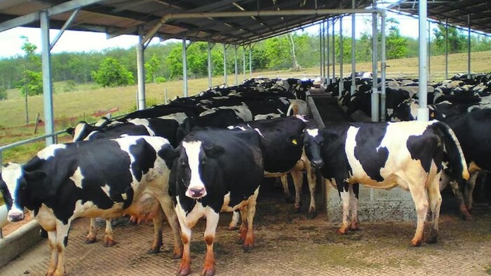 इस योजनाओं से पशुपालक और किसानों को फायदा मिलेगा.