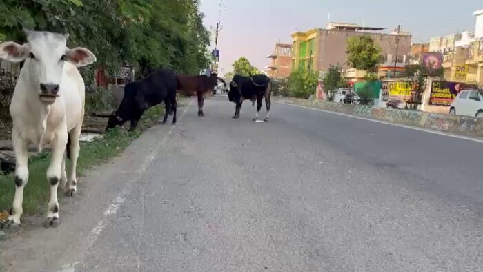 UP: आवारा पशुओं को लेकर 1 नवंबर से 31 दिसंबर तक पूरे प्रदेश में चलेगा अभियान