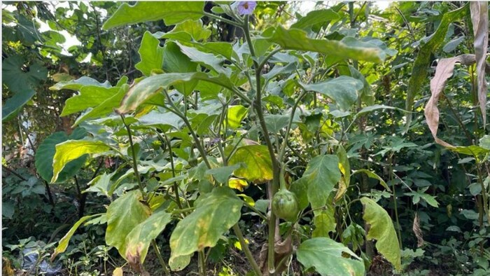 वाडी प्रोजेक्ट से ओडिशा के किसानों को हो रहा लाभ फोटोः किसान तक