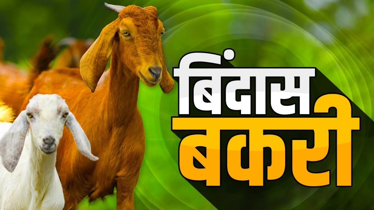Bindas Bakri: ये बकरी देती है कम लागत में ज्यादा मुनाफा, ना फैलाती है गंदगी, ना होती है बीमार, पढ़ें पूरी डिटेल