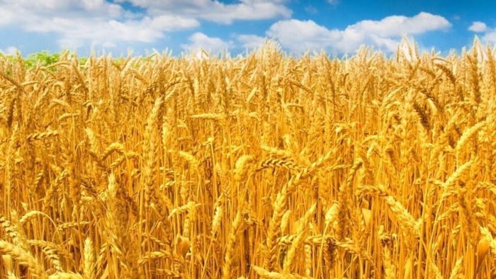 क्या है गेहूं की शरबती किस्म की खासियत
