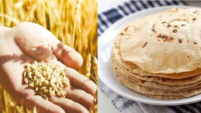किसानों के बीच मशहूर हुई गेहूं की ये चपाती वैरायटी