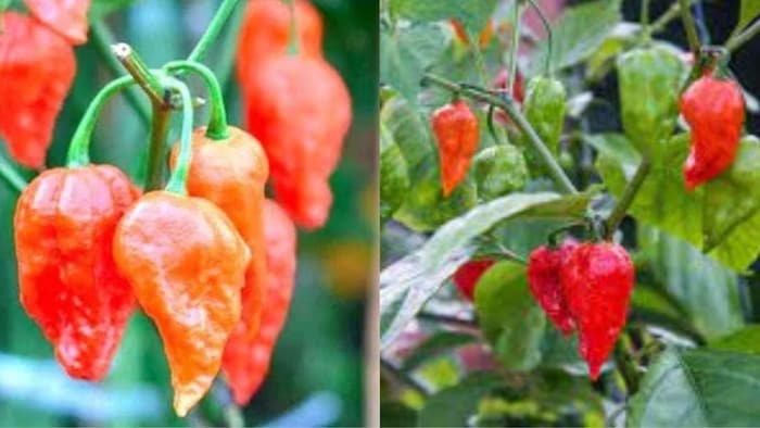 जानिए दुनिया की सबसे तीखी मिर्ची के बारे में