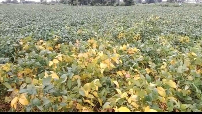 सोयाबीन की फसलों पर बढ़ा पीला मोजेक रोग का अटैक