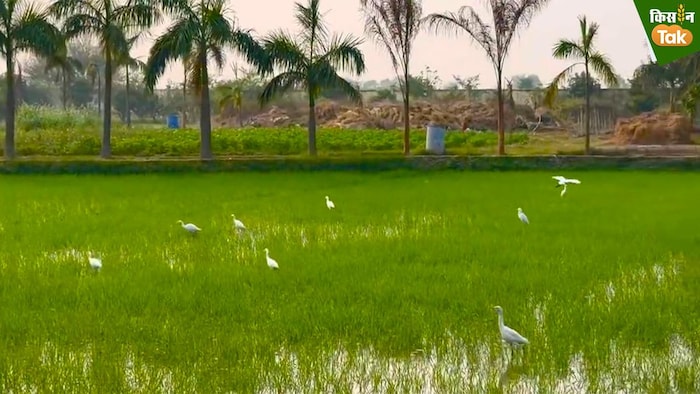 खेतों के कीड़ों को खाते हैं बगुले