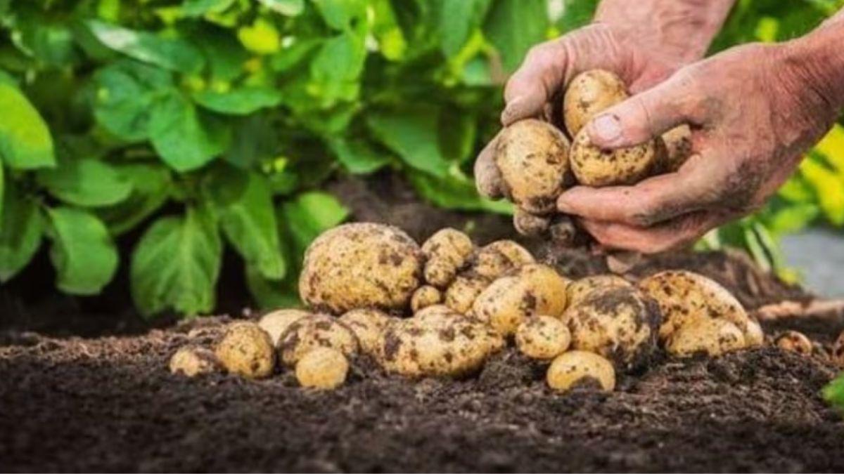Potato Price: बाजार से बेहद कम रेट पर यहां बिक रहा आलू, घर बैठे ऑनलाइन करें ऑर्डर