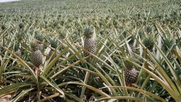 जानिए अनानास की किस्मों के बारे में