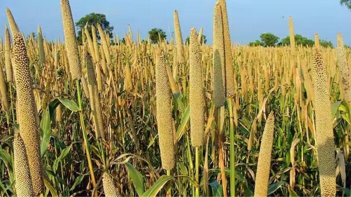 बाजरे का सबसे बड़ा उत्पादक राज्य कौन सा है