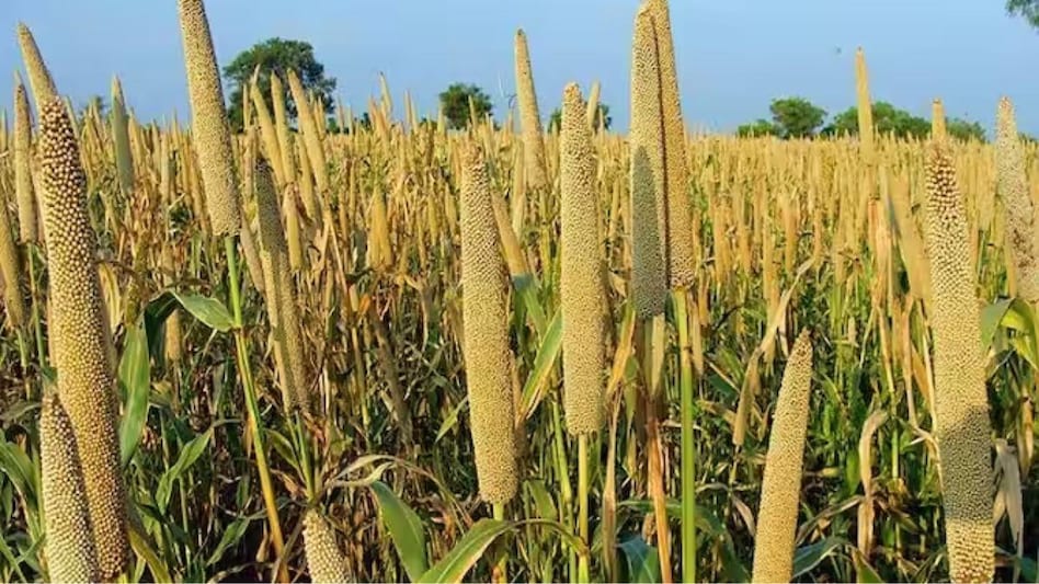 Agri Quiz: बाजरे का सबसे बड़ा उत्पादक राज्य कौन सा है? यहां जानें जवाब Agri Quiz: बाजरे का सबसे बड़ा उत्पादक राज्य कौन सा है? यहां जानें जवाब