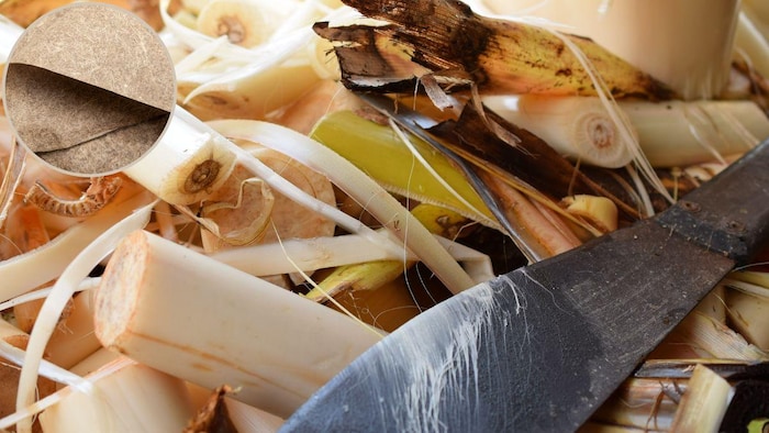 Banana Paper Business Idea