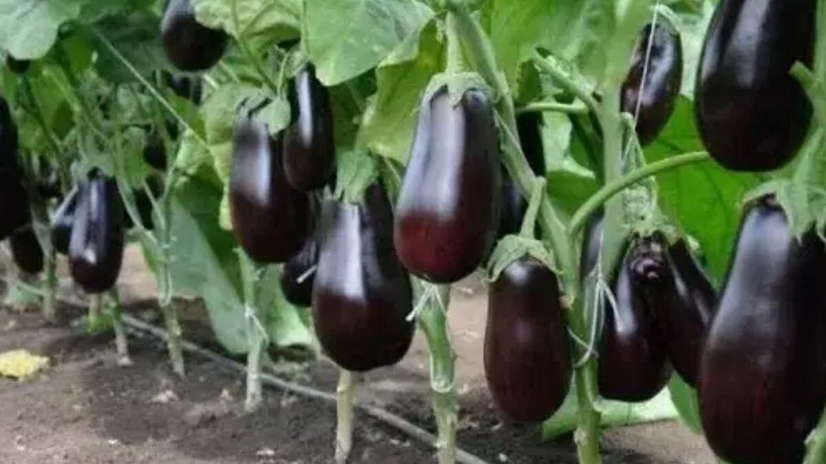 Brinjal Varieties: मुनाफा ही मुनाफा देंगी ये बैंगन की ये उन्नत 5 किस्में,इन उन्नत किस्मों से चमक जाएगी किस्मत 4 बैंगन की इन पांच उन्नत किस्मों की करें खेती, 70 दिनों में होगा तैयार, मिलेगा बेहतर मुनाफा - Cultivate these five high yield varieties of brinjal farming Will be ready in 70 days -