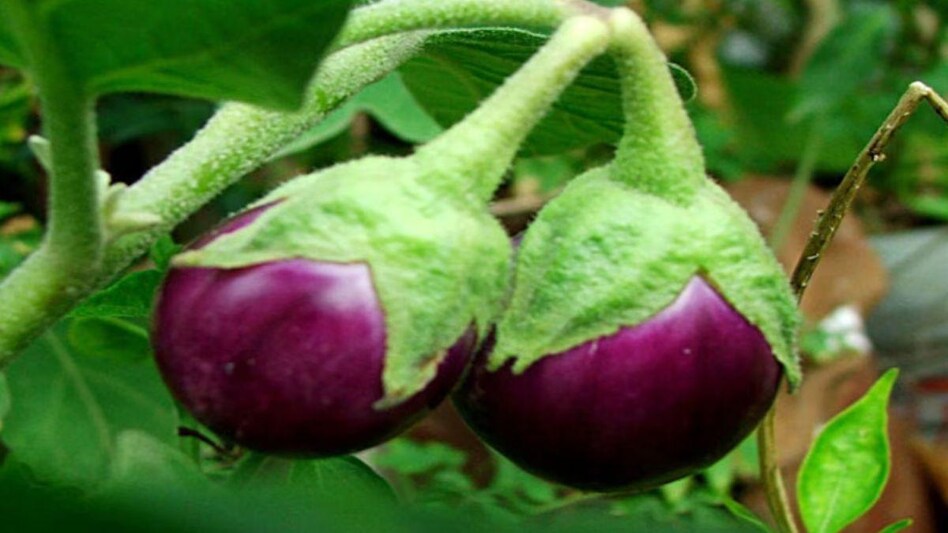 Brinjal Varieties: मुनाफा ही मुनाफा देंगी ये बैंगन की ये उन्नत 5 किस्में,इन उन्नत किस्मों से चमक जाएगी किस्मत 3 ये हैं बैंगन की बेहतरीन किस्में, खेती शुरू करते ही 6 महीने में हो जाएंगे मालामाल - Brinjal cultivation Brinjal varieties Benefits of Brinjal -
