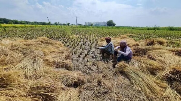 चिरंजीवी आपदा राहत बीमा गारंटी योजना लागू की जाएगी.