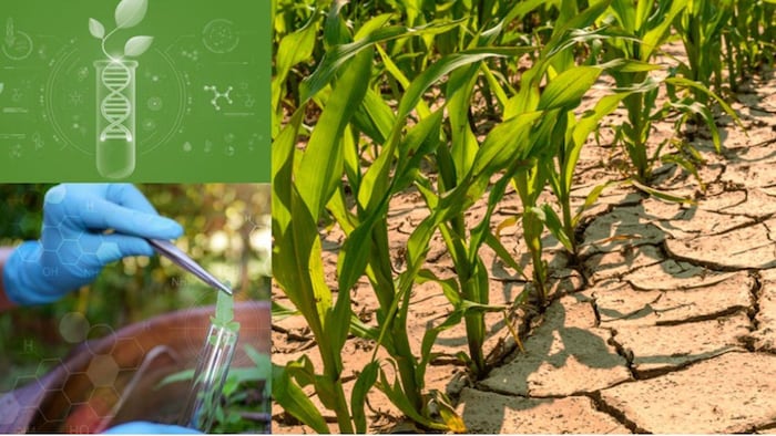 जलवायु परिवर्तन के कारण खेती में कई चुनौतियां