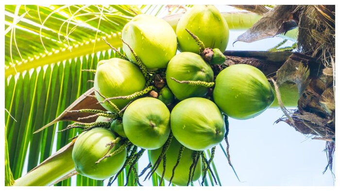 केरल सरकार के नारियल विकास बोर्ड ने आधिकारिक तौर पर हैलो नारियाल कॉल सेंटर लॉन्च किया है