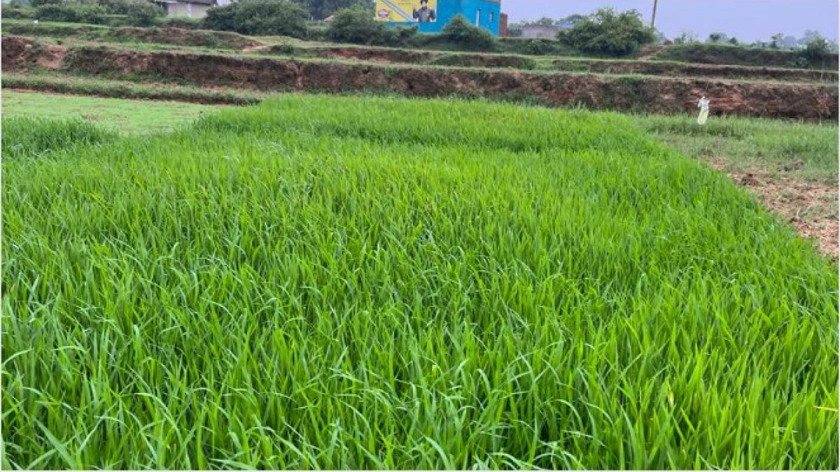 ओडिशा के गंजम जिले में झींगा पालकों की मनमानी से आफत में किसान, खेतों को खराब कर रहा फार्म से निकलने वाला पदार्थ