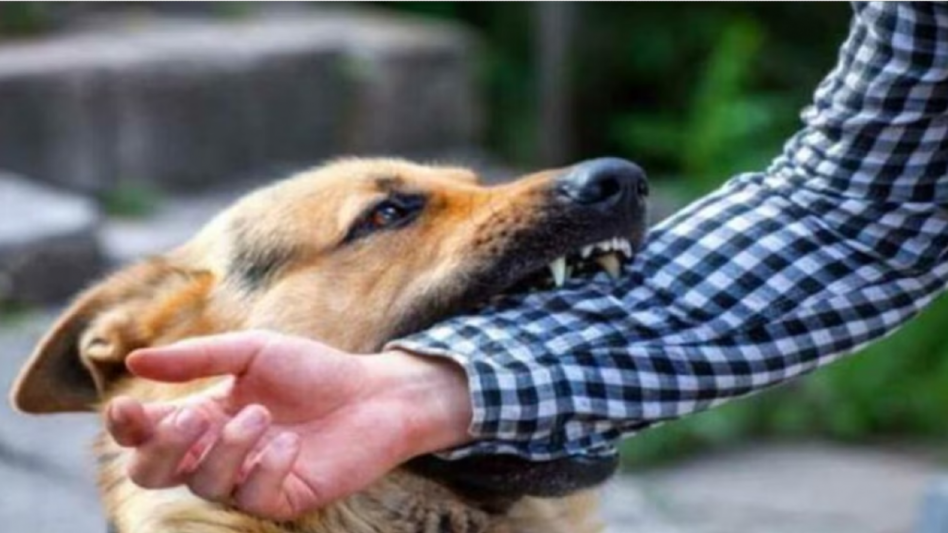 Dog attack: दिवाली के पटाखों के शोर के चलते राजधानी के कुत्ते हुए हिंसक, 48 घंटो में 250 से ज्यादा लोगो को काटा  Dog attack: दिवाली के पटाखों के शोर के चलते राजधानी के कुत्ते हुए हिंसक, 48 घंटो में 250 से ज्यादा लोगो को काटा