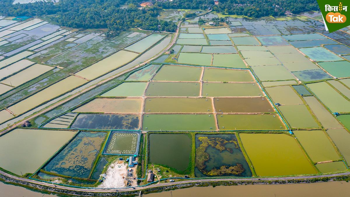 Fish Farming:  AI-सैटेलाइट रिमोट सेंसिंग की मदद से मछली-झींगा का उत्पादन करना सीख रहे किसान