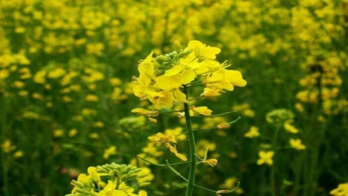 जानकार अनुमान लगा रहे हैं कि कोर्ट इस सप्ताह इसकी बुवाई पर फैसला दे सकता है.