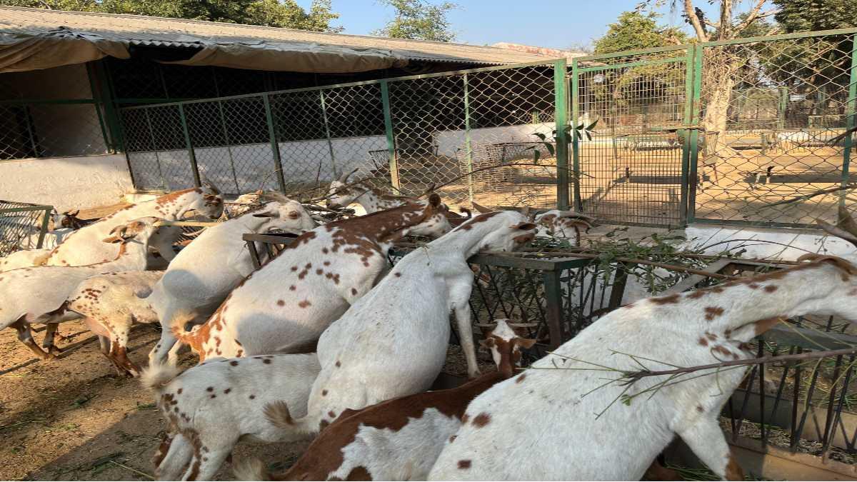सीआईआरजी में चारा खातीं बरबरी नस्ल के बकरे-बकरियां. फोटो क्रेडिट-किसान तक