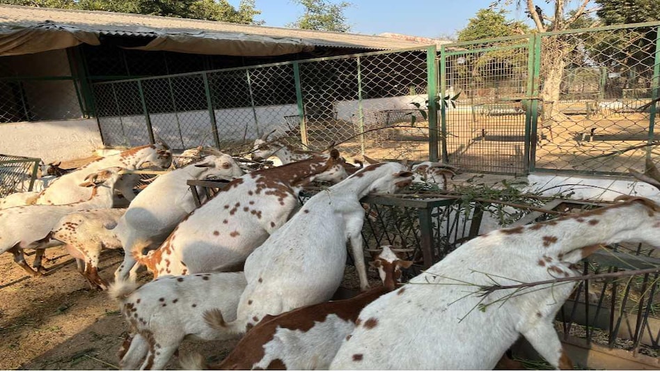 Goat Farming: CIRG से प्योर नस्ल के बकरे-बकरी लेने का ये है तरीका, जानें डिटेल  Goat Farming: CIRG से प्योर नस्ल के बकरे-बकरी लेने का ये है तरीका, जानें डिटेल