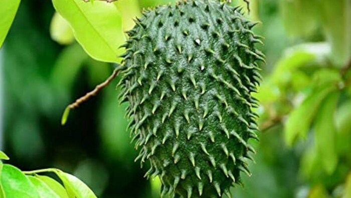 क्या है हनुमान फल के फायदे?