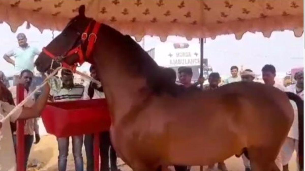 लग्जरी कार से भी ज्यादा महंगा है ये घोड़ा