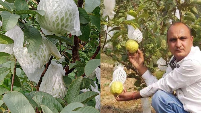 हरियाणा जींद के किसान सुनील कंडेला अमरूद से लाखों की कमाई कर रहे हैं