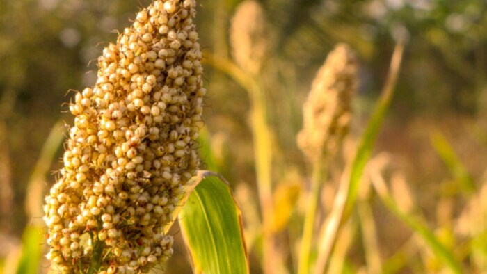 यूपी के फतेहपुर में किसान ने 12 हेक्टेयर में की ज्वार की खेती