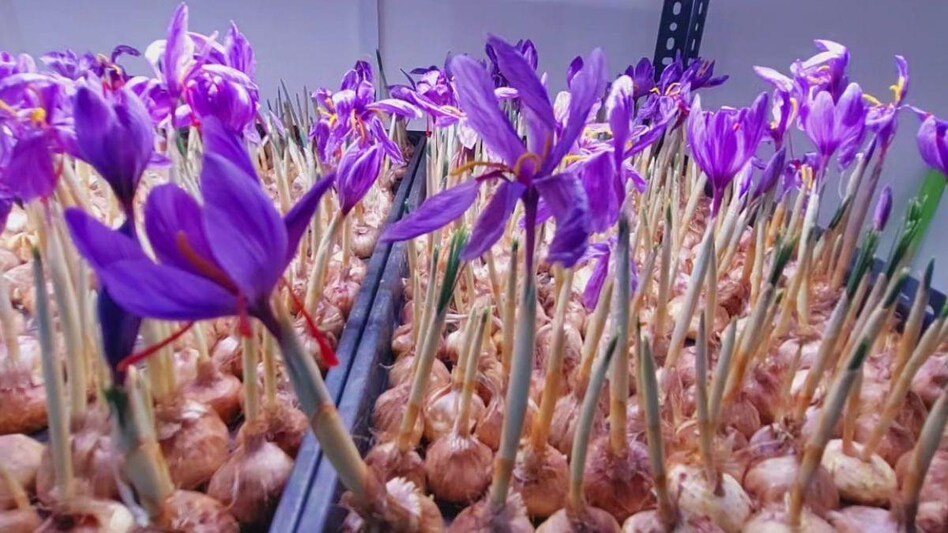 पंजाब में शुरू हुई केसर की खेती, गुंबर भाईयों ने किया कमाल - केसर की खेती, केसर की कीमत, पंजाब समाचार, किसान की सफलता की कहानी -