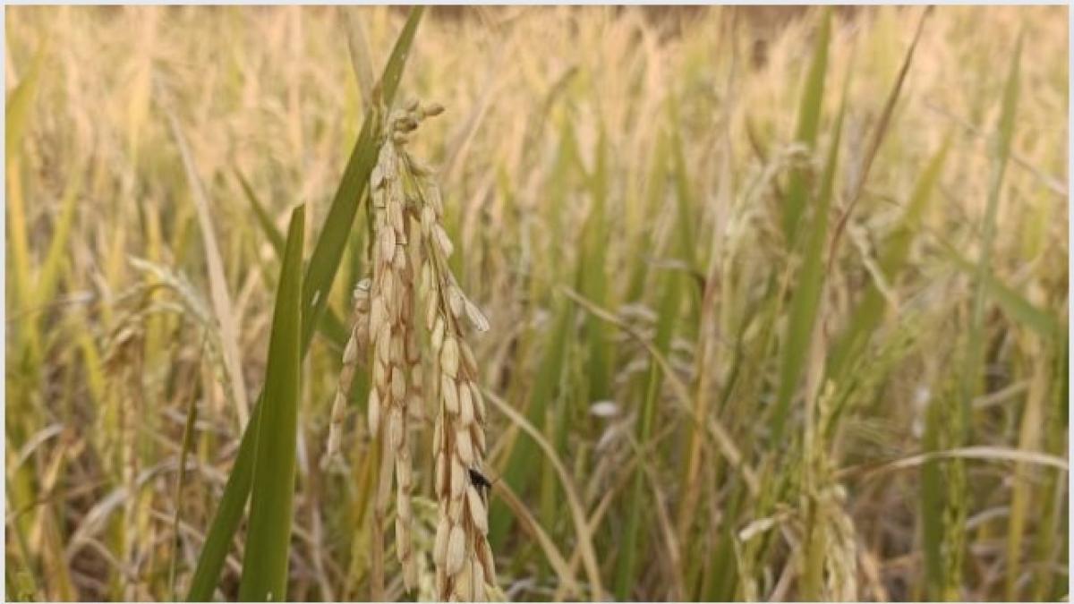 बारिश की भविष्यवाणी के बीच ओडिशा के किसानों को सता रहा फसल नुकसान का डर