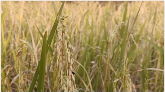 ओडिशा के किसानों को सता रहा डर सांकेतिक तस्वीर