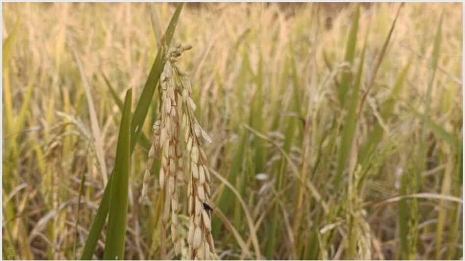 फसलों पर हो रहे कीट के हमले ने बढ़ाई ओडिशा के किसानों की चिंता, अलर्ट मोड पर विभाग फसलों पर हो रहे कीट के हमले ने बढ़ाई ओडिशा के किसानों की चिंता, अलर्ट मोड पर विभाग