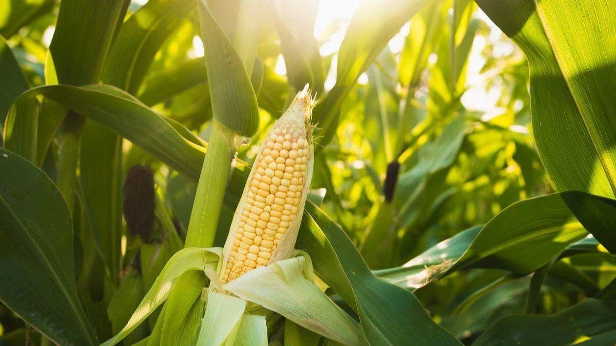 मक्के की उपज बढ़ाने के लिए कौन सी खाद बेहतर होती है, उसका कैसे करें इस्तेमाल मक्के की उपज बढ़ाने के लिए कौन सी खाद बेहतर होती है, उसका कैसे करें इस्तेमाल