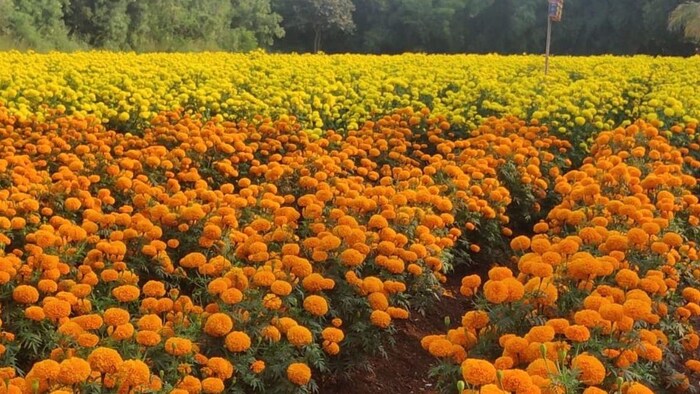 फूल की खेती से किसान कमा रहा है अच्छा मुनाफा