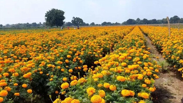 बिहार के 23 जिलों के किसान कर सकते हैं गेंदे की खेती