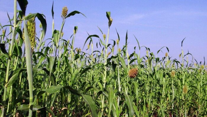 किस मोटे अनाज को 𝗞𝗶𝗻𝗴 𝗢𝗳 𝗠𝗶𝗹𝗹𝗲𝘁𝘀 के नाम से जाना जाता है