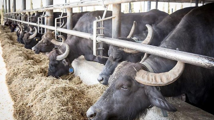 क्या है संतुलित मिश्रित पशु आहार जिससे बढ़ता है दूध उत्पादन