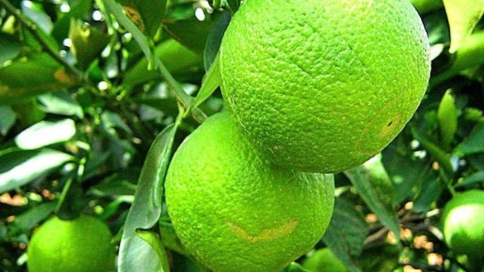 बारिश न होने के कारण मौसंबी के बाग खराब हो रहे हैं