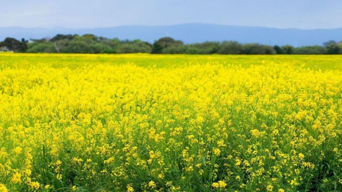 सरसों की फसल में करें इस खाद का इस्तेमाल