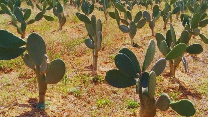 पशुओं के लिए बेहतर आहार है नागफनी