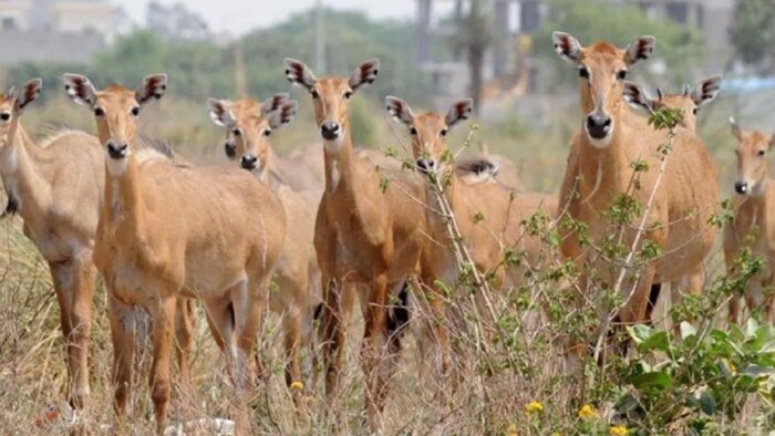 अगर नीलगाय के आतंक से हैं परेशान, तो अपनाएं ये आसान टिप्स