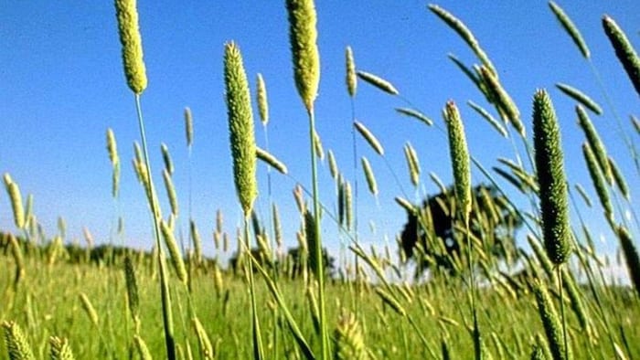 गेहूं का सबसे खतरनाक खरपतवार है फलारिस माइनर