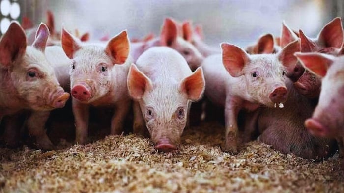Pig Farming