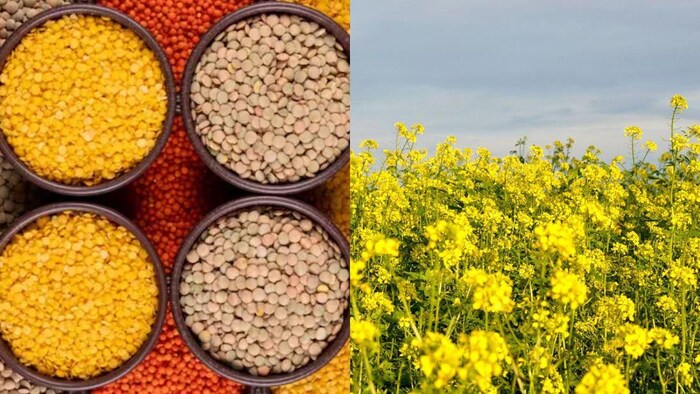 देश में किसके लिए हुई थी पीली क्रांति, यहां पाएं जवाब