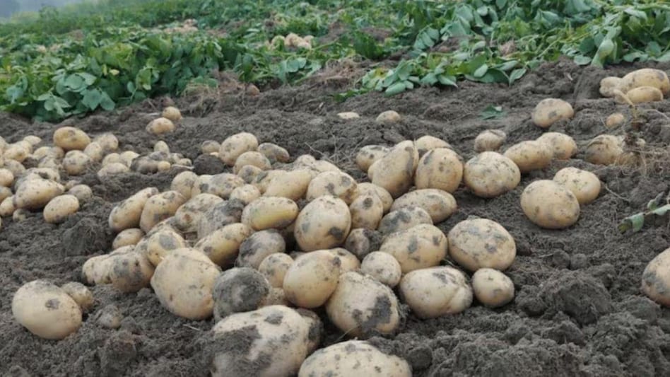 Potato Farming: ठंड बढ़ते ही आलू को बर्बाद कर सकता है पछेती झुलसा रोग, इन दवाओं से करें बचाव - Potato Farming Late blight disease can ruin potatoes as the cold increases
