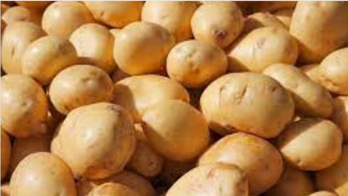 आलू की खेती सांकेतिक तस्वीर