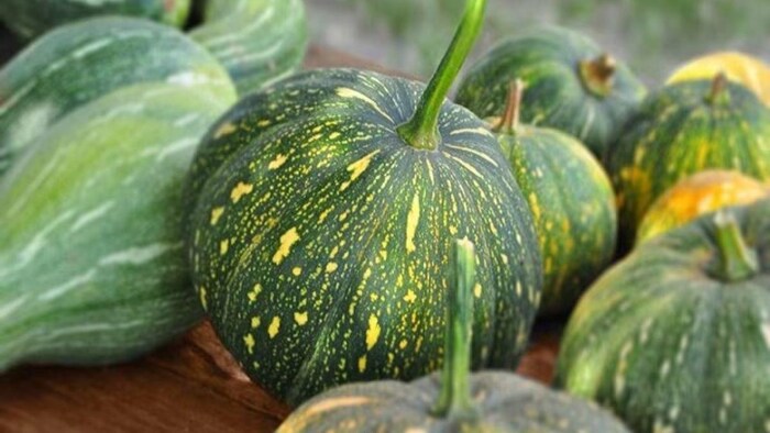 सस्ते में खरीदें कद्दू की उन्नत किस्म के बीज