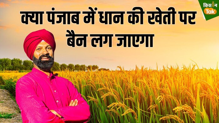 पंजाब में धान की खेती पर बैन लगने से क्या देश में खाद्य सुरक्षा सुनिश्चित हो सकेगी- फोटो किसान तक